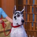 Bing oyuncusunun filmleri