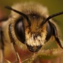 Buzz Bee oyuncusunun filmleri