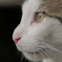 Deniz oyuncusunun filmleri