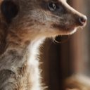 Elvis le Suricate oyuncusunun filmleri