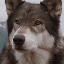 Jed oyuncusunun filmleri