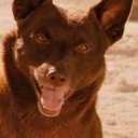 Koko oyuncusunun filmleri