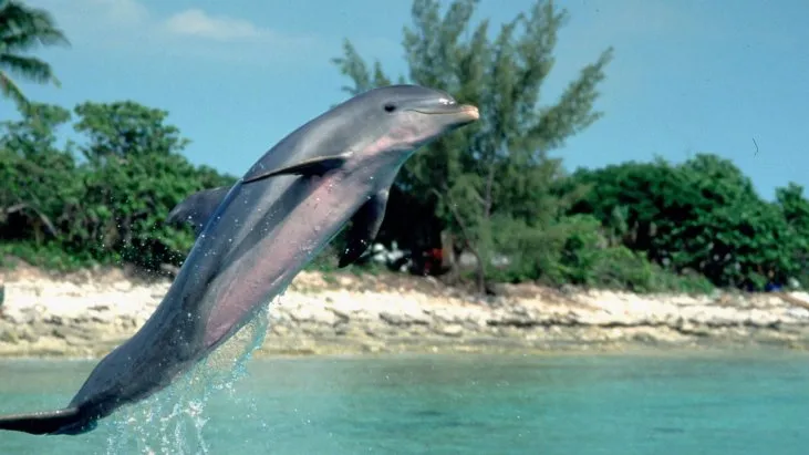 Flipper izle