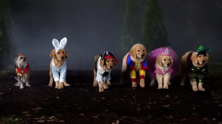 Hayalet Patiler izle