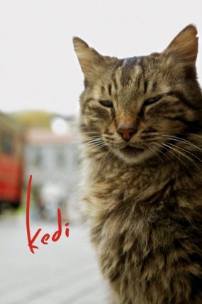 Kedi izle
