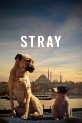 Stray izle